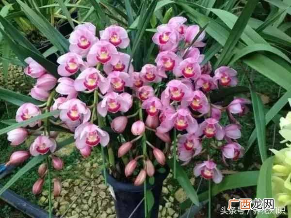 杭州四月开什么花？最好的5种花，红的耀眼