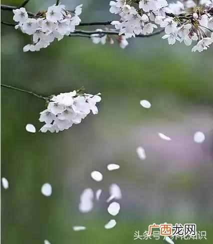 杭州四月开什么花？最好的5种花，红的耀眼