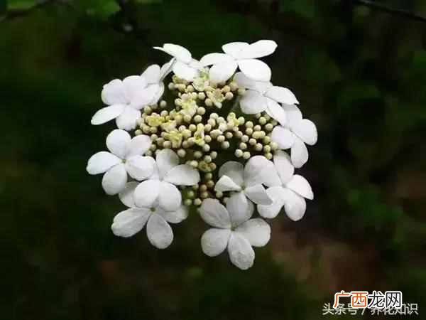 杭州四月开什么花？最好的5种花，红的耀眼