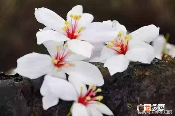 杭州四月开什么花？最好的5种花，红的耀眼