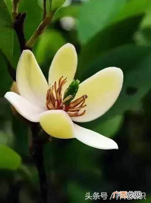 杭州四月开什么花？最好的5种花，红的耀眼