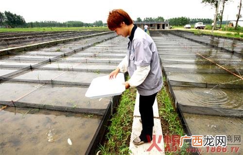 肉狗养殖技术 田螺养殖新技术