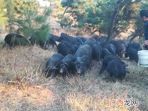 藏香猪养殖 藏香猪技术大全网站