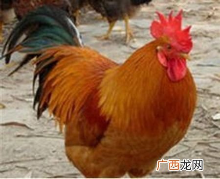 散养九斤黄利润如何 九斤黄鸡的散养技术