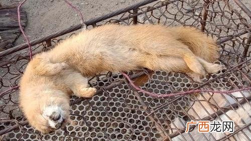 江宁黄鼠狼驯养基地 黄鼠狼养殖技术视频
