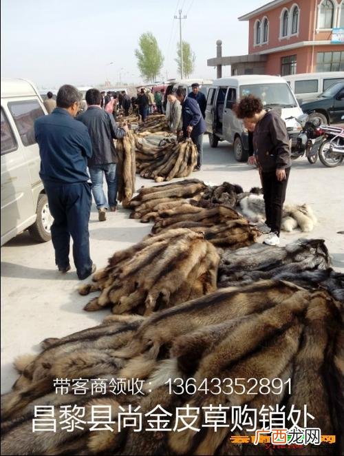 貉子养殖网 貉子养殖技术教程