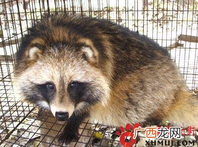 貉子养殖网 貉子养殖技术教程