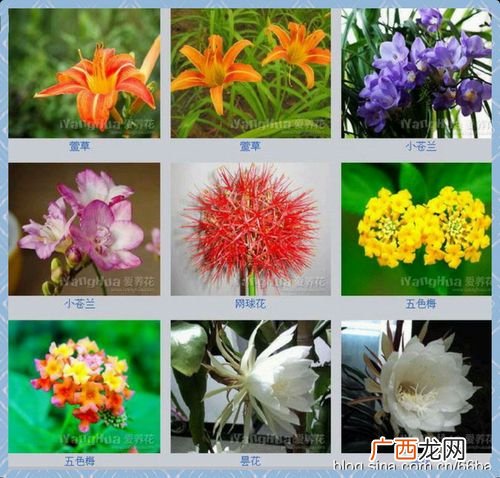 草花种类和图片及名称 草科花卉图片及名称