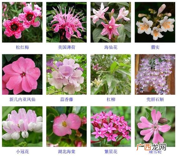 草花种类和图片及名称 草科花卉图片及名称