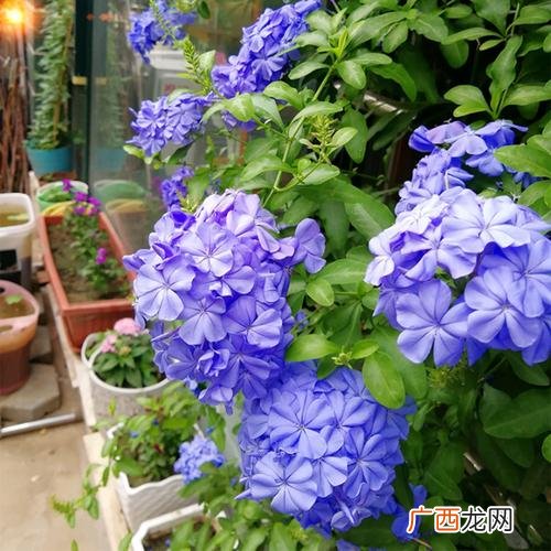 草花种类和图片及名称 草科花卉图片及名称