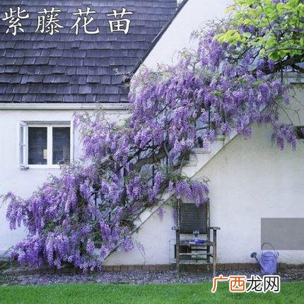 紫藤盆景图片 盆景藤状花卉