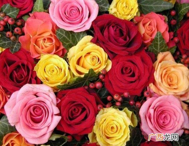 花卉新品种 花卉品种登记