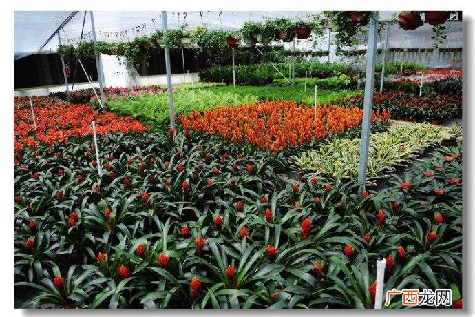 斗南花卉市场照片 斗南花卉电子交易现场