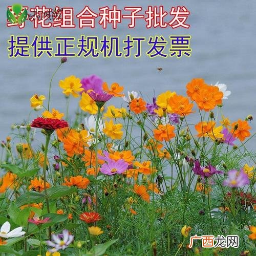 花卉种子种植方法 栽花卉种子