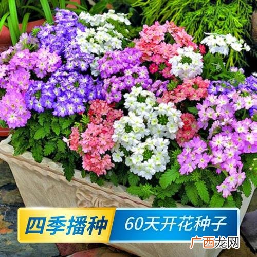 花卉种子种植方法 栽花卉种子