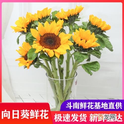 云南花卉市场 云南花卉行情价格表