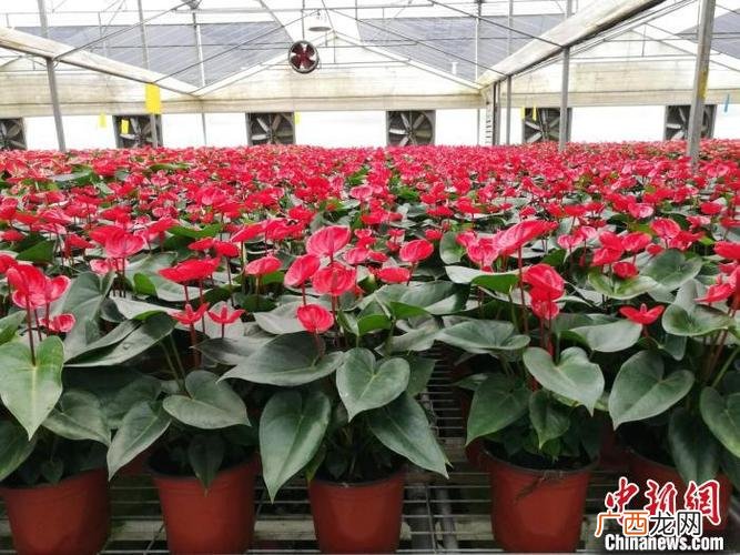 云南花卉市场 云南花卉行情价格表