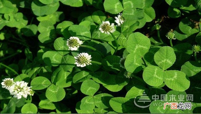 白花三叶草种植方法 白三叶是花卉吗