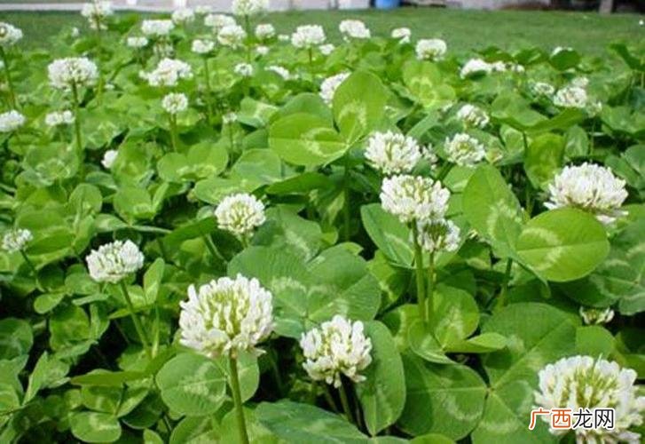 白花三叶草种植方法 白三叶是花卉吗