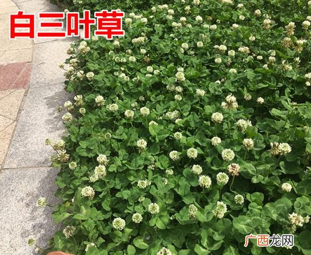 白花三叶草种植方法 白三叶是花卉吗