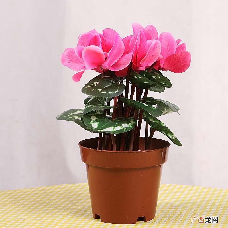 现在开个盆栽店怎么样 花卉盆栽店官方