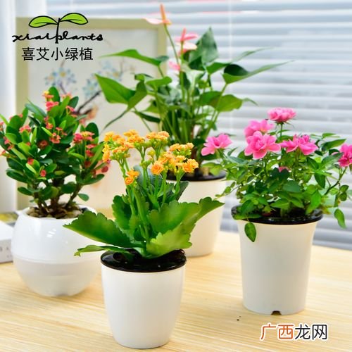 现在开个盆栽店怎么样 花卉盆栽店官方