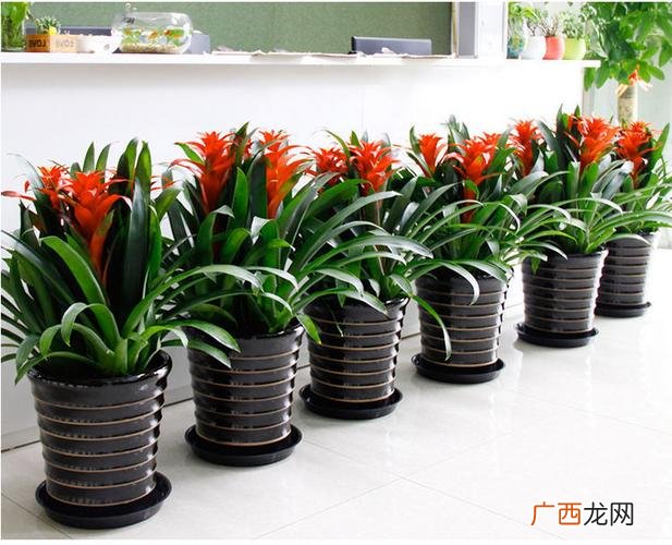 现在开个盆栽店怎么样 花卉盆栽店官方