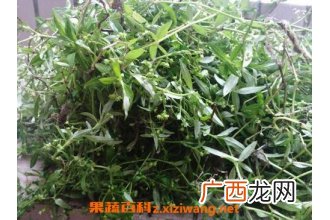 百花蛇舌草的功效与禁忌