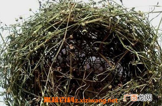 百花蛇舌草的功效与禁忌