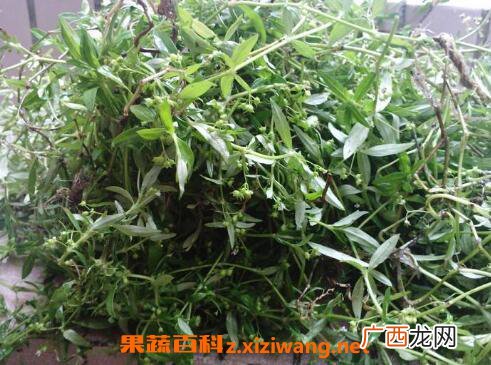 百花蛇舌草的功效与禁忌