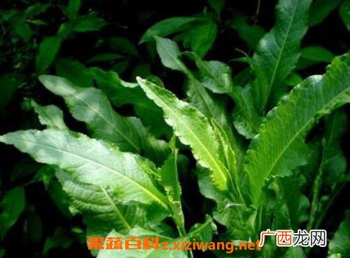土大黄的功效与作用 土大黄有哪些药用价值