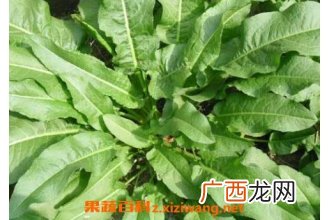 土大黄的功效与作用 土大黄有哪些药用价值