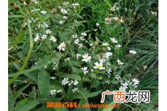 白菀的作用与功效及药用价值