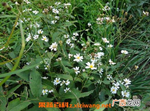 白菀的作用与功效及药用价值