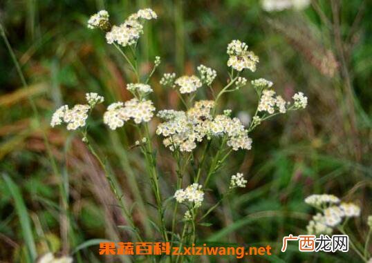 白菀的作用与功效及药用价值