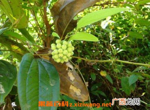 九牛力的功效与作用