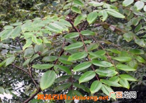 九牛力的功效与作用