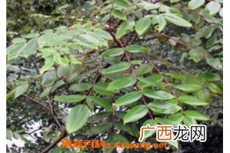 九牛力的功效与作用