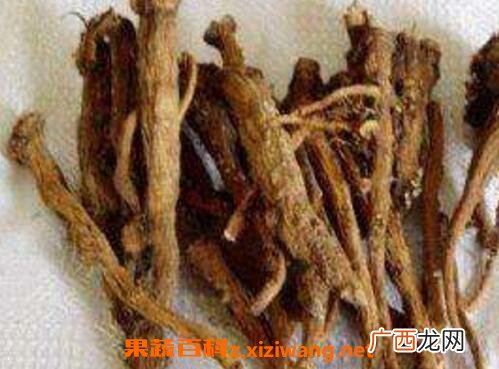 土大黄根的功效与作用
