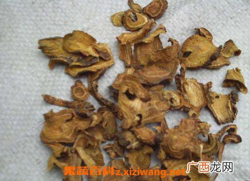 土大黄根的功效与作用