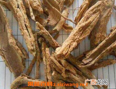 山枣根的作用与功效及药用价值