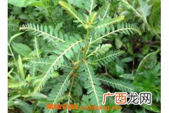 什么是粘身草 粘身草的功效与作用