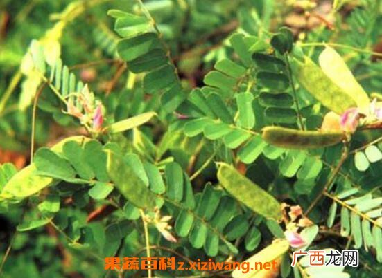 什么是粘身草 粘身草的功效与作用
