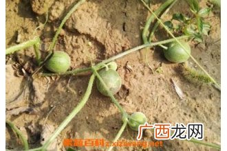小马泡可以吃吗 小马泡的功效与作用