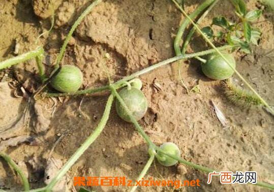 小马泡可以吃吗 小马泡的功效与作用