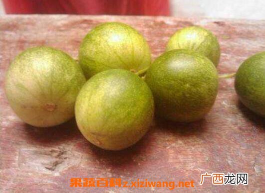 小马泡可以吃吗 小马泡的功效与作用