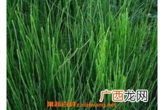 节节草的功效与作用及药用价值