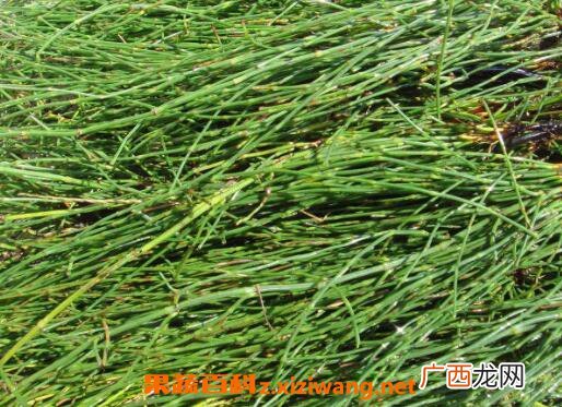节节草的功效与作用及药用价值