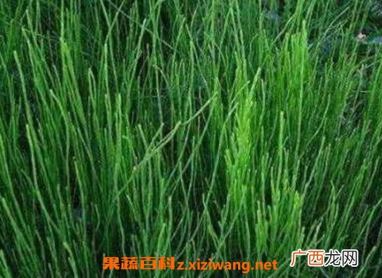 节节草的功效与作用及药用价值