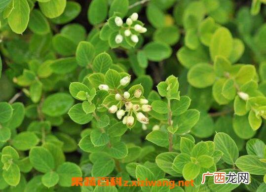 中药铁包金的功效与作用及药用价值